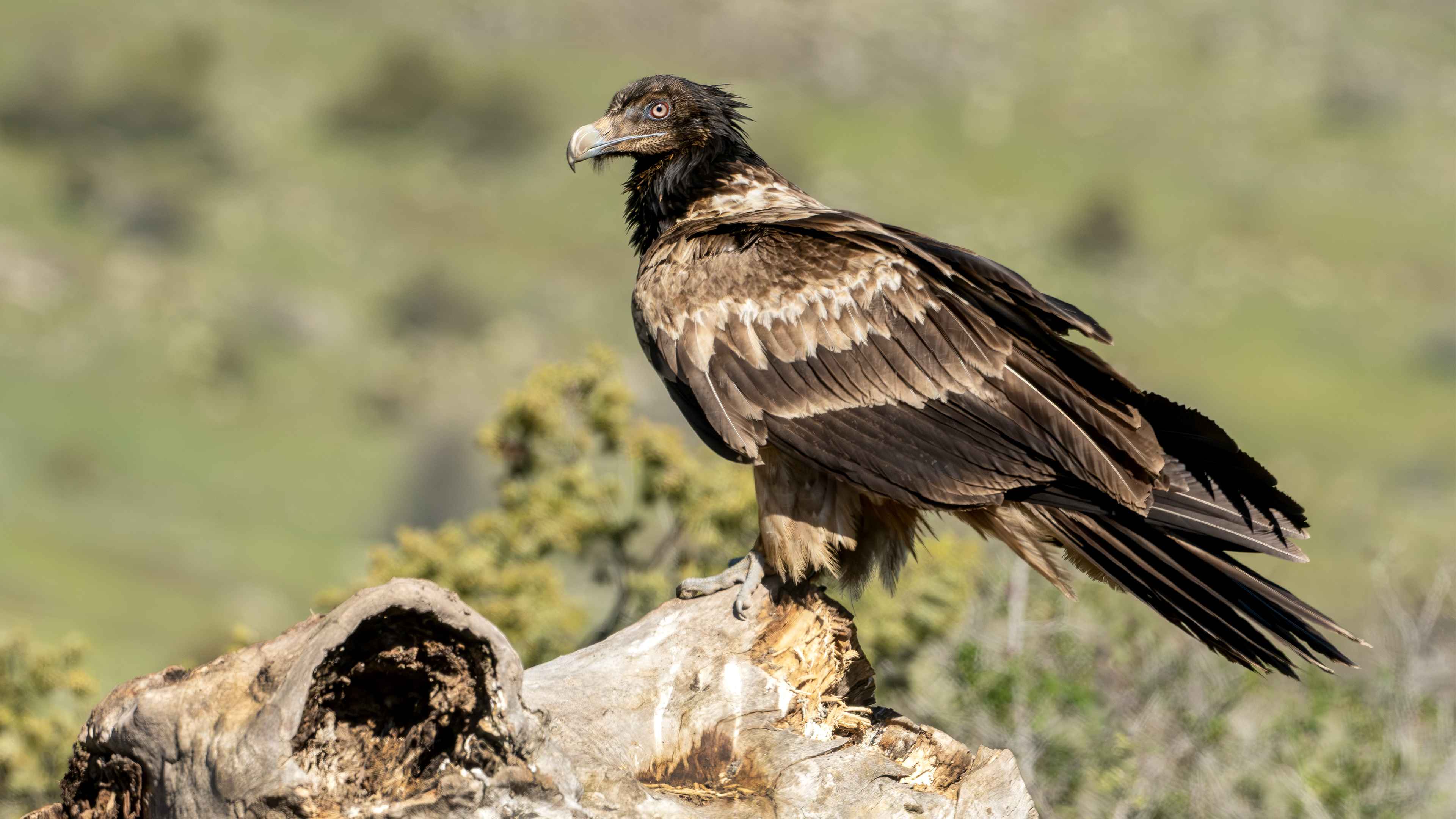 Bearded Vulture
